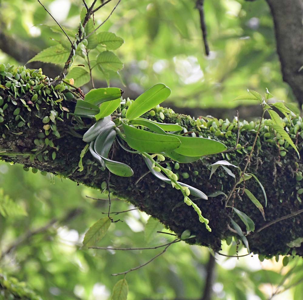ナゴラン - 宮崎の季節がほらね！