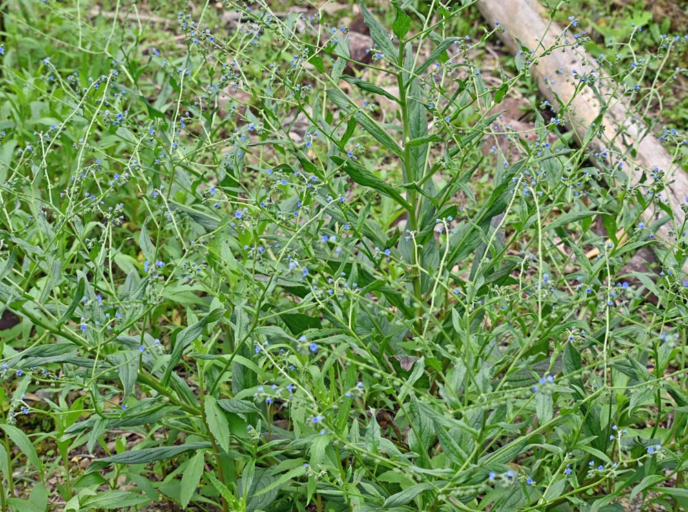 f:id:tonji44:20210701094913j:plain