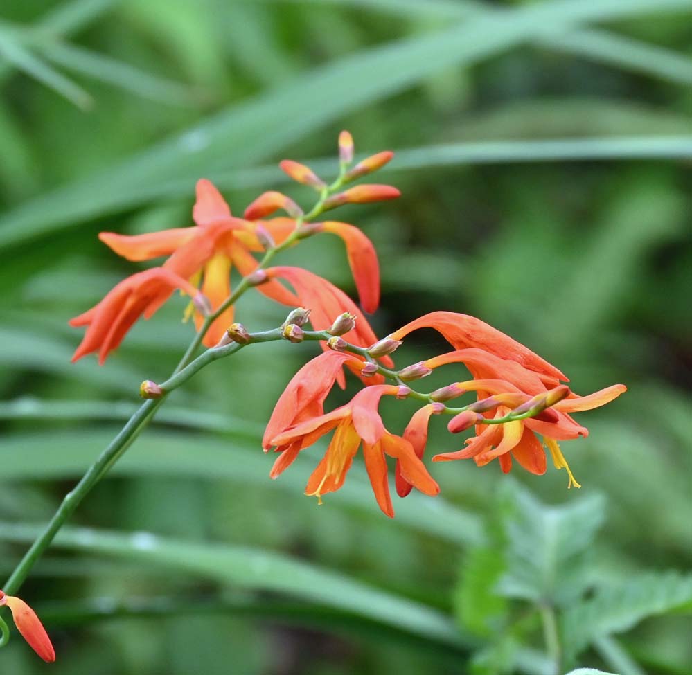 道端の花 ヒメヒオウギスイセン 宮崎の季節がほらね
