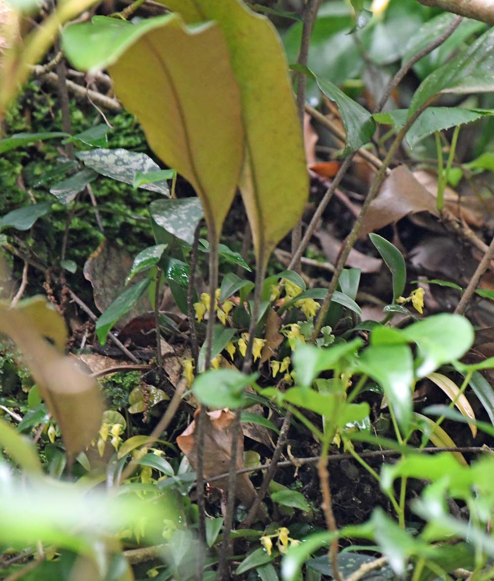 f:id:tonji44:20210708174709j:plain