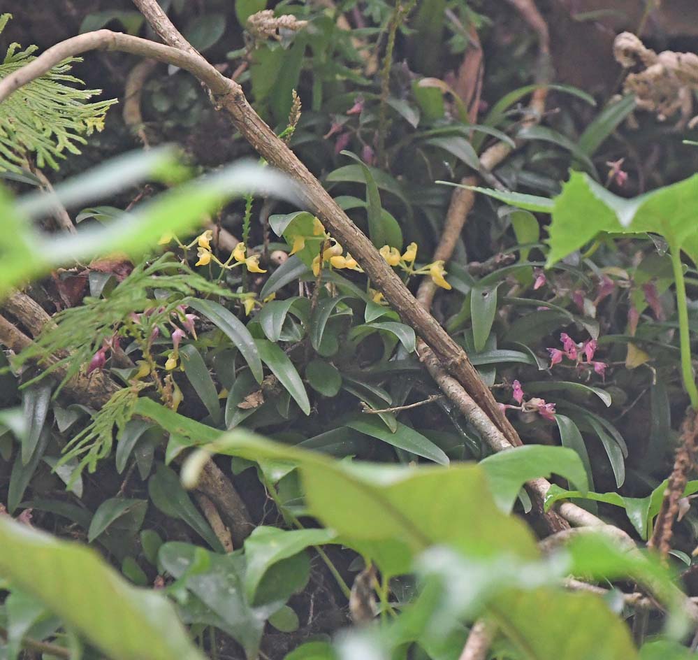 f:id:tonji44:20210708174734j:plain