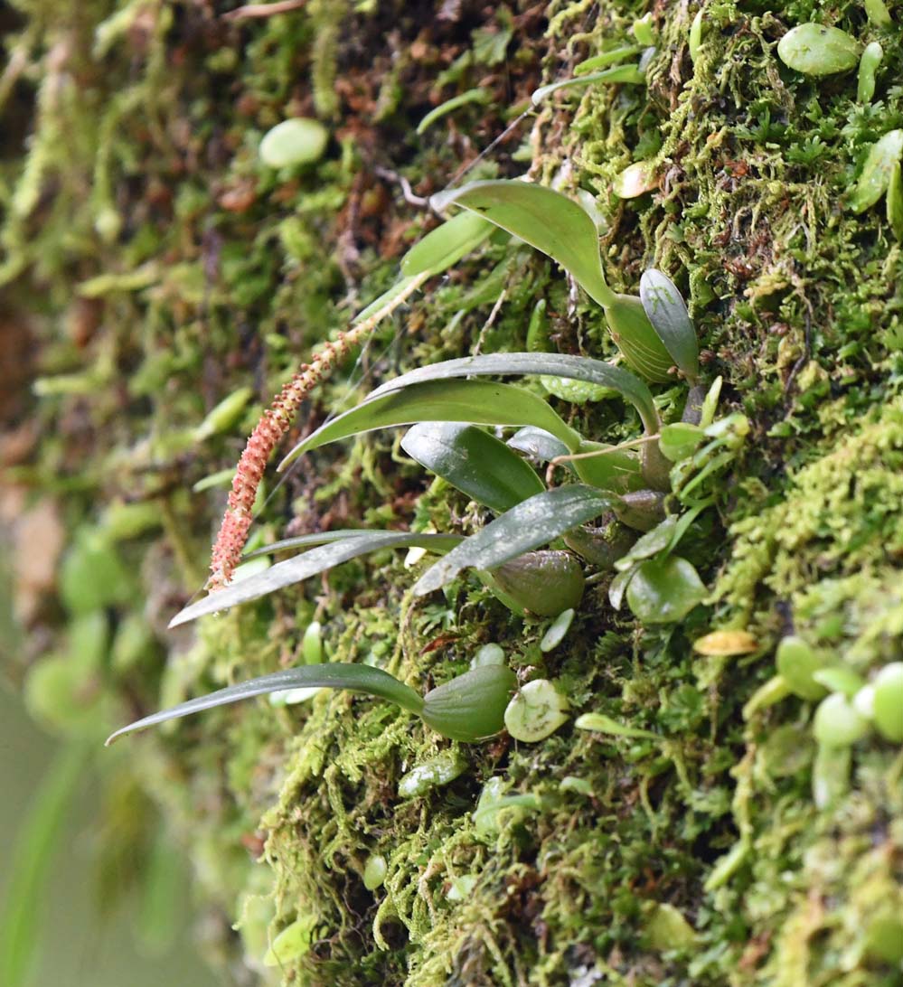 f:id:tonji44:20210710091705j:plain