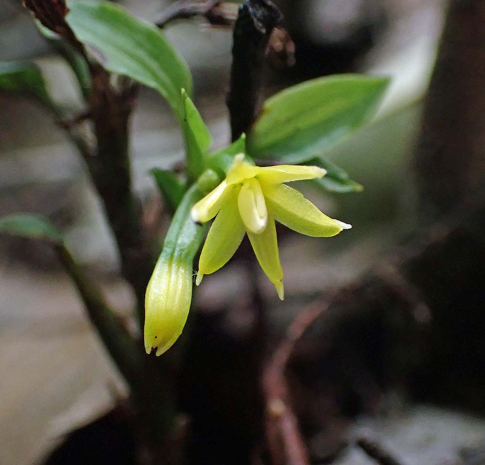 f:id:tonji44:20210711091241j:plain