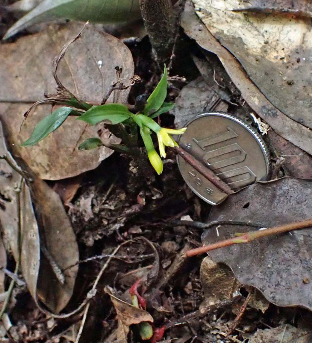 f:id:tonji44:20210711091249j:plain