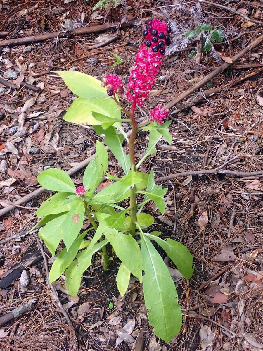 f:id:tonji44:20210716155817j:plain