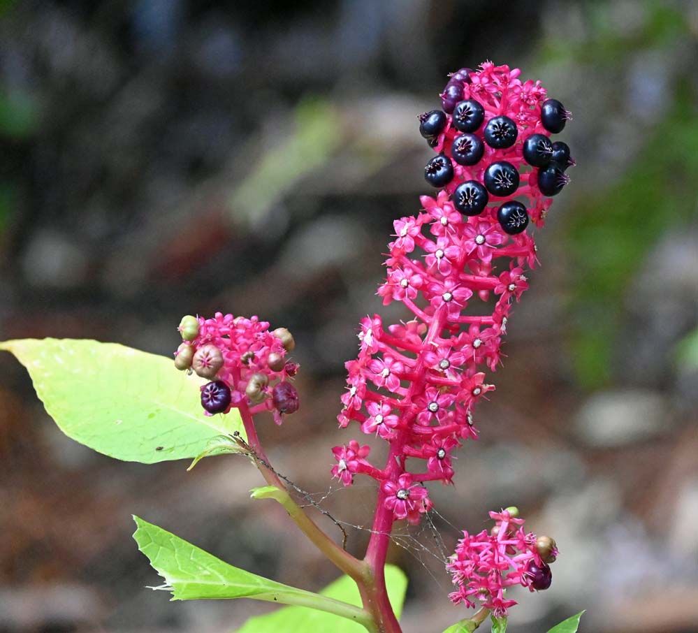 f:id:tonji44:20210716155832j:plain