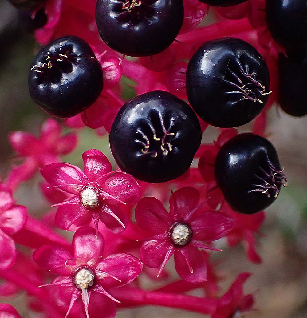 f:id:tonji44:20210716155840j:plain