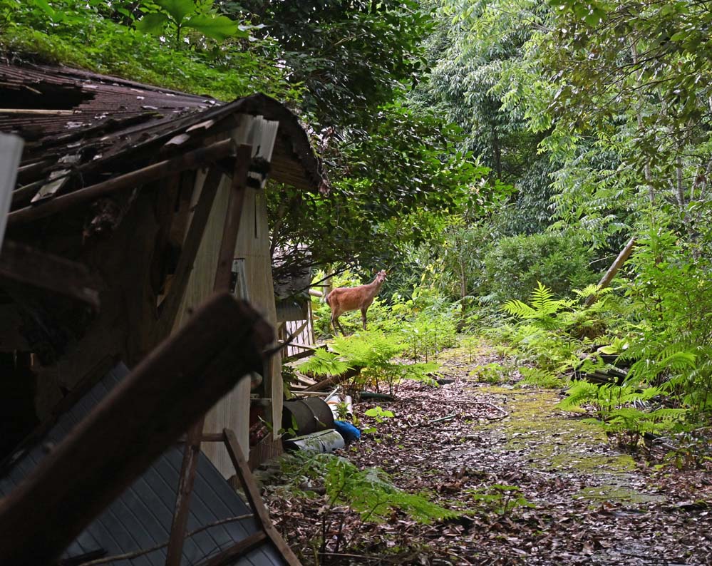 f:id:tonji44:20210716155849j:plain