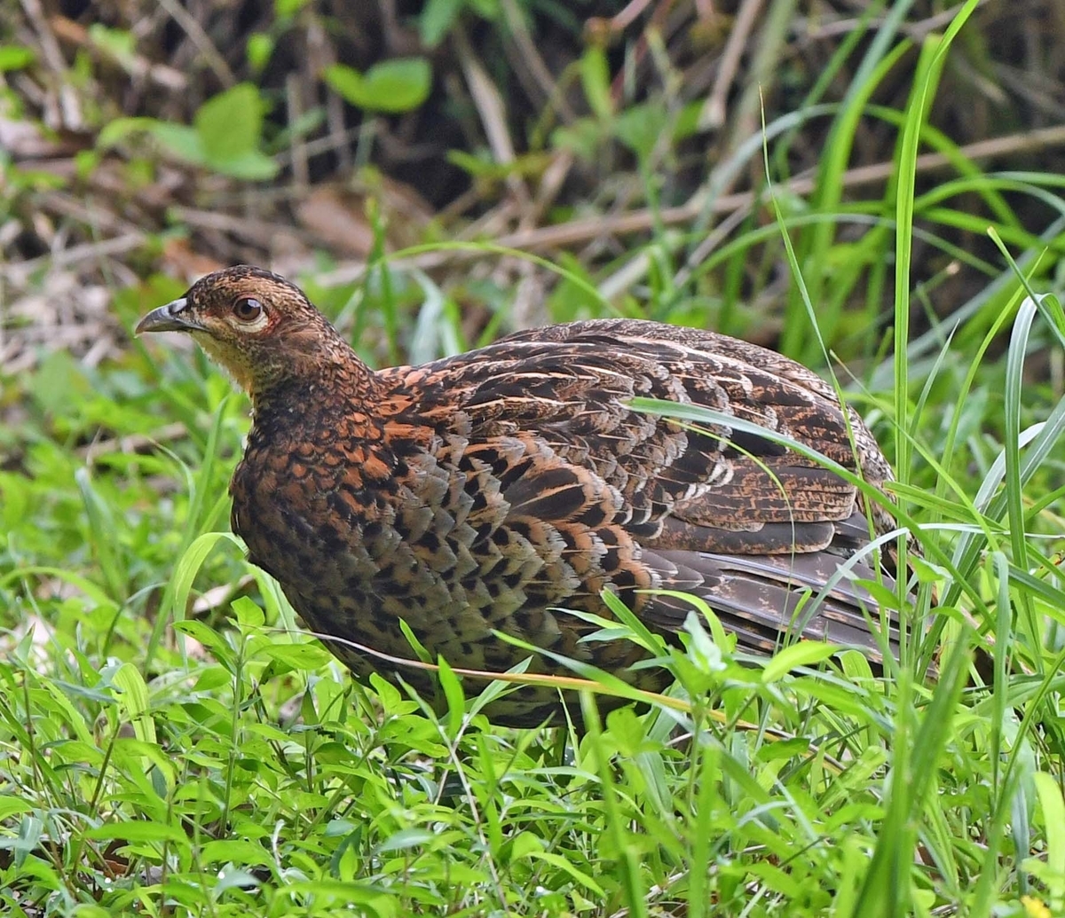 f:id:tonji44:20210716171844j:plain