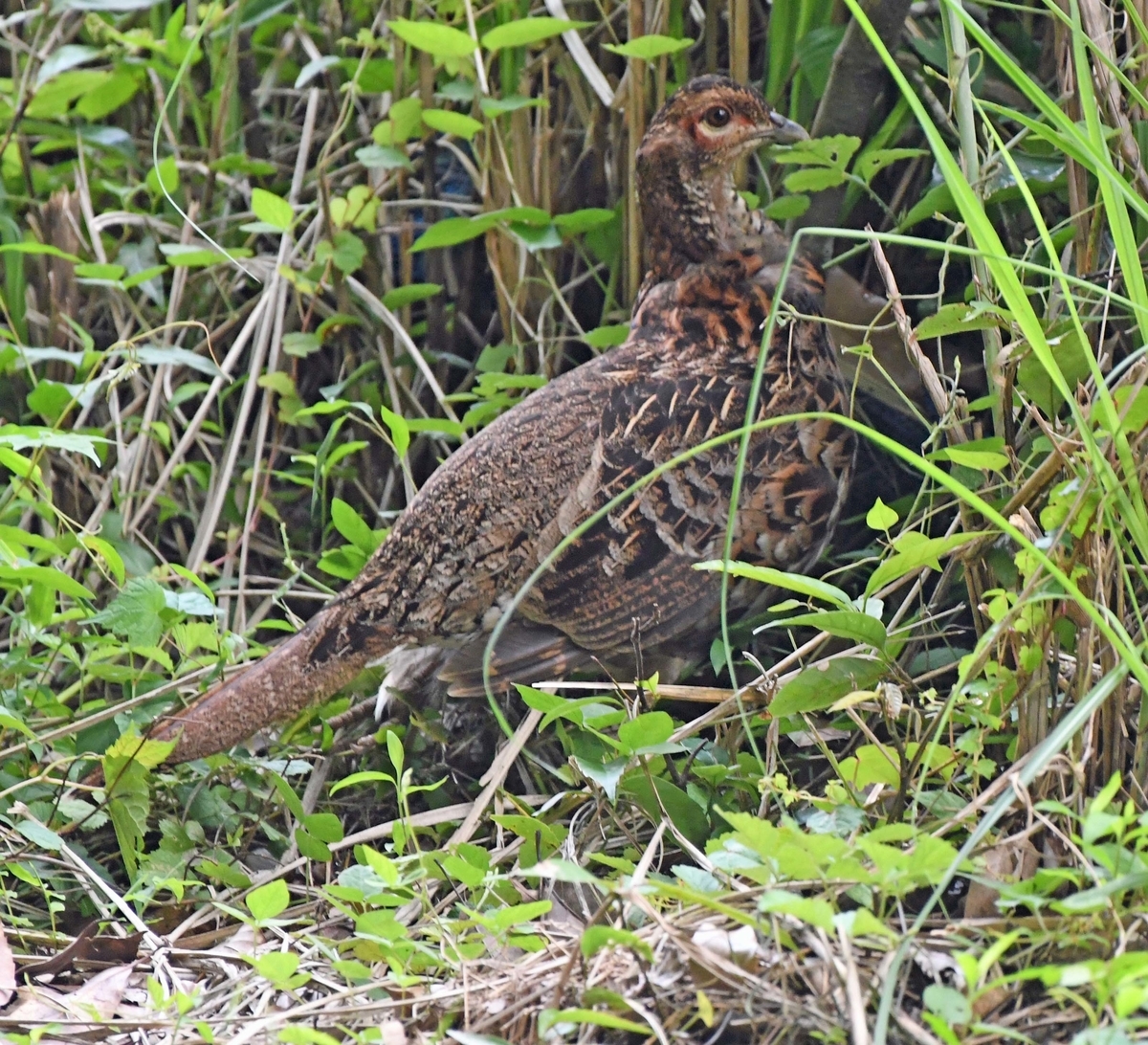 f:id:tonji44:20210716171912j:plain