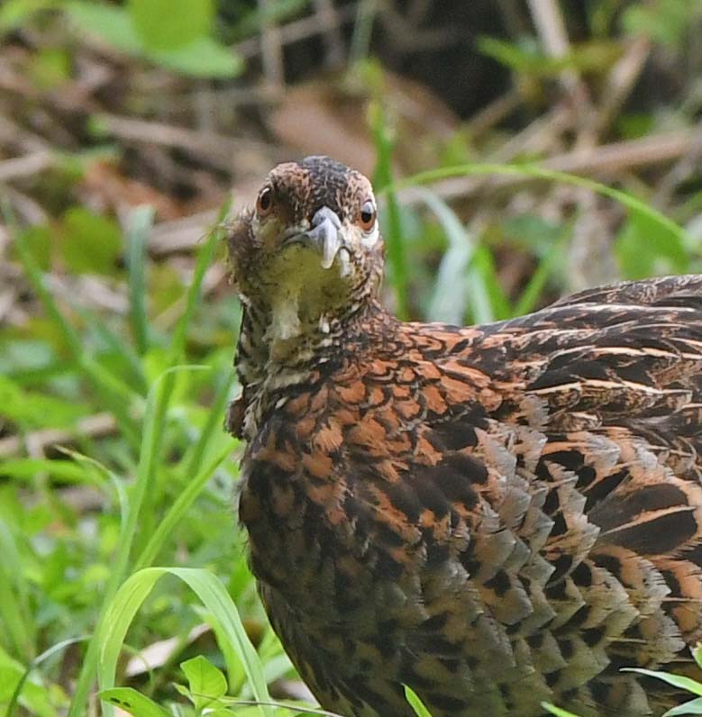 f:id:tonji44:20210716172919j:plain