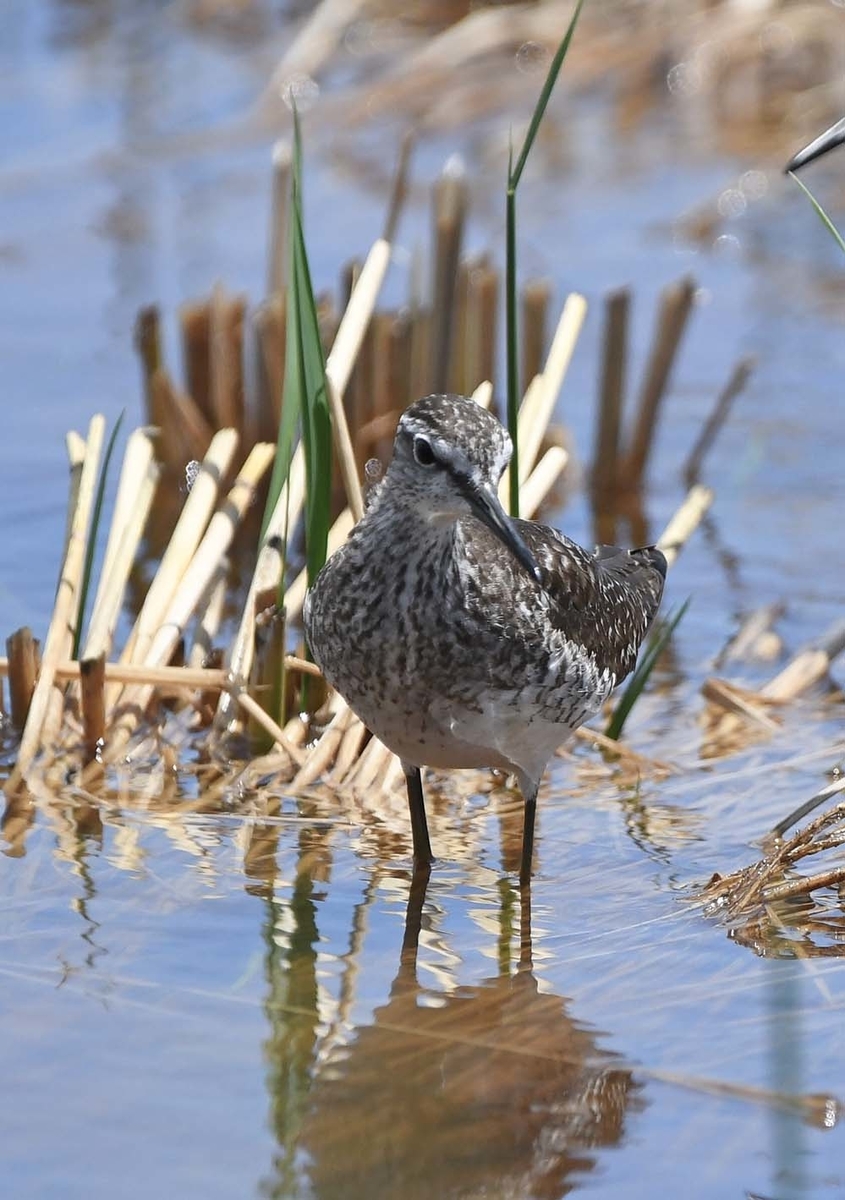 f:id:tonji44:20210810161014j:plain