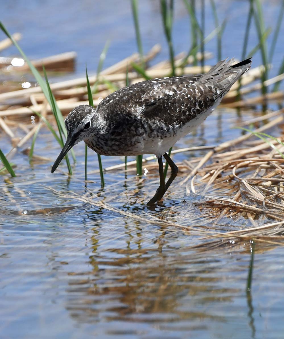 f:id:tonji44:20210810161054j:plain