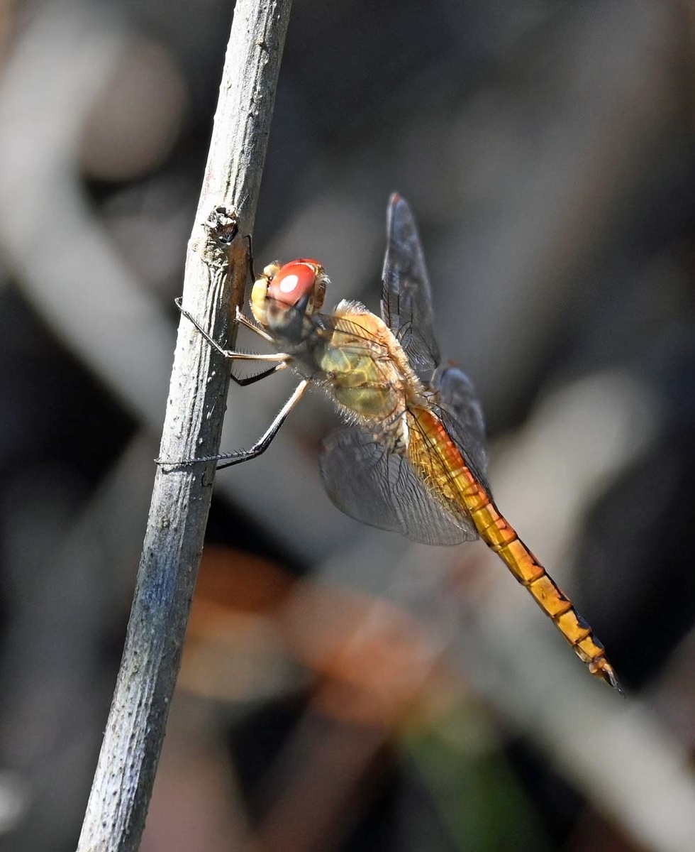ウスバキトンボ 盆トンボ 宮崎の季節がほらね
