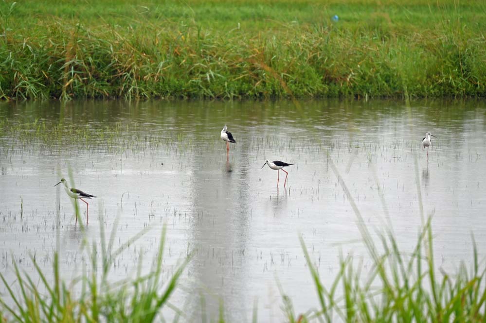 f:id:tonji44:20210812083221j:plain