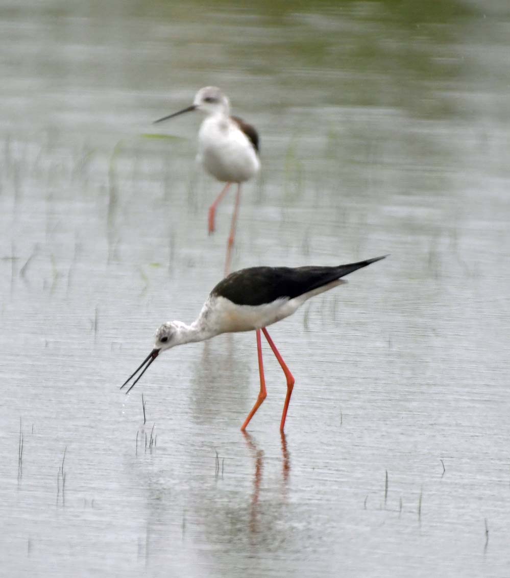 f:id:tonji44:20210812083232j:plain