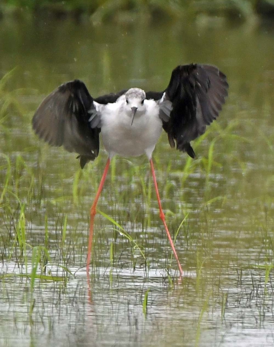 f:id:tonji44:20210812083252j:plain