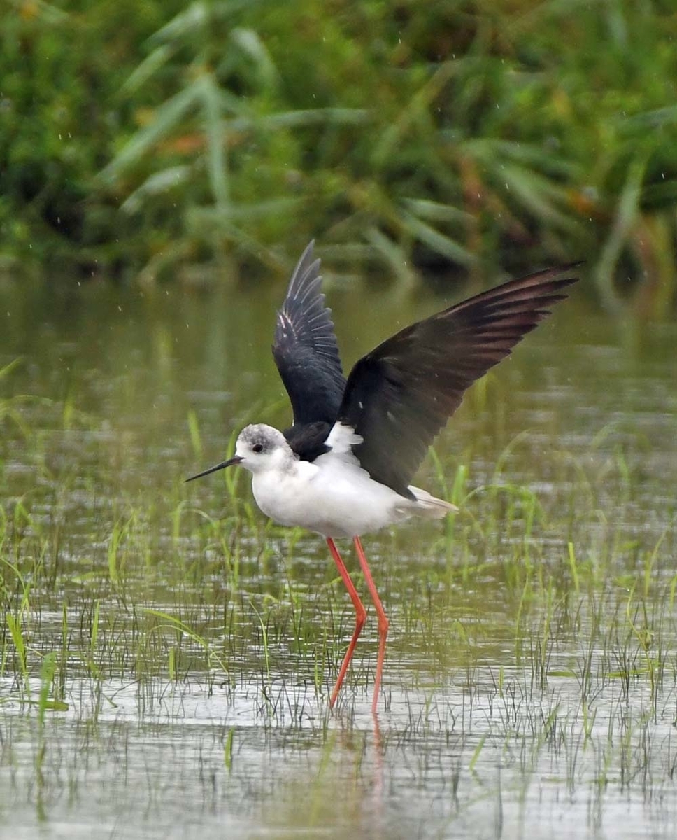 f:id:tonji44:20210812083301j:plain