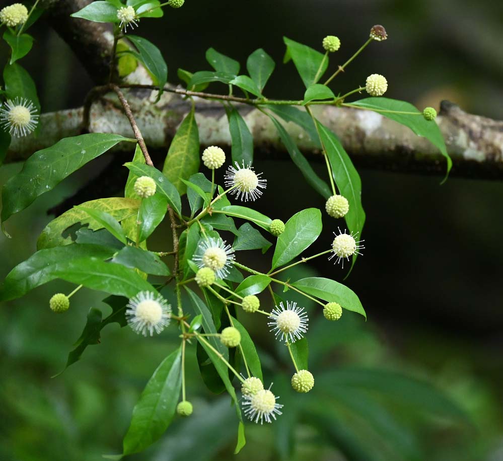 f:id:tonji44:20210820131128j:plain