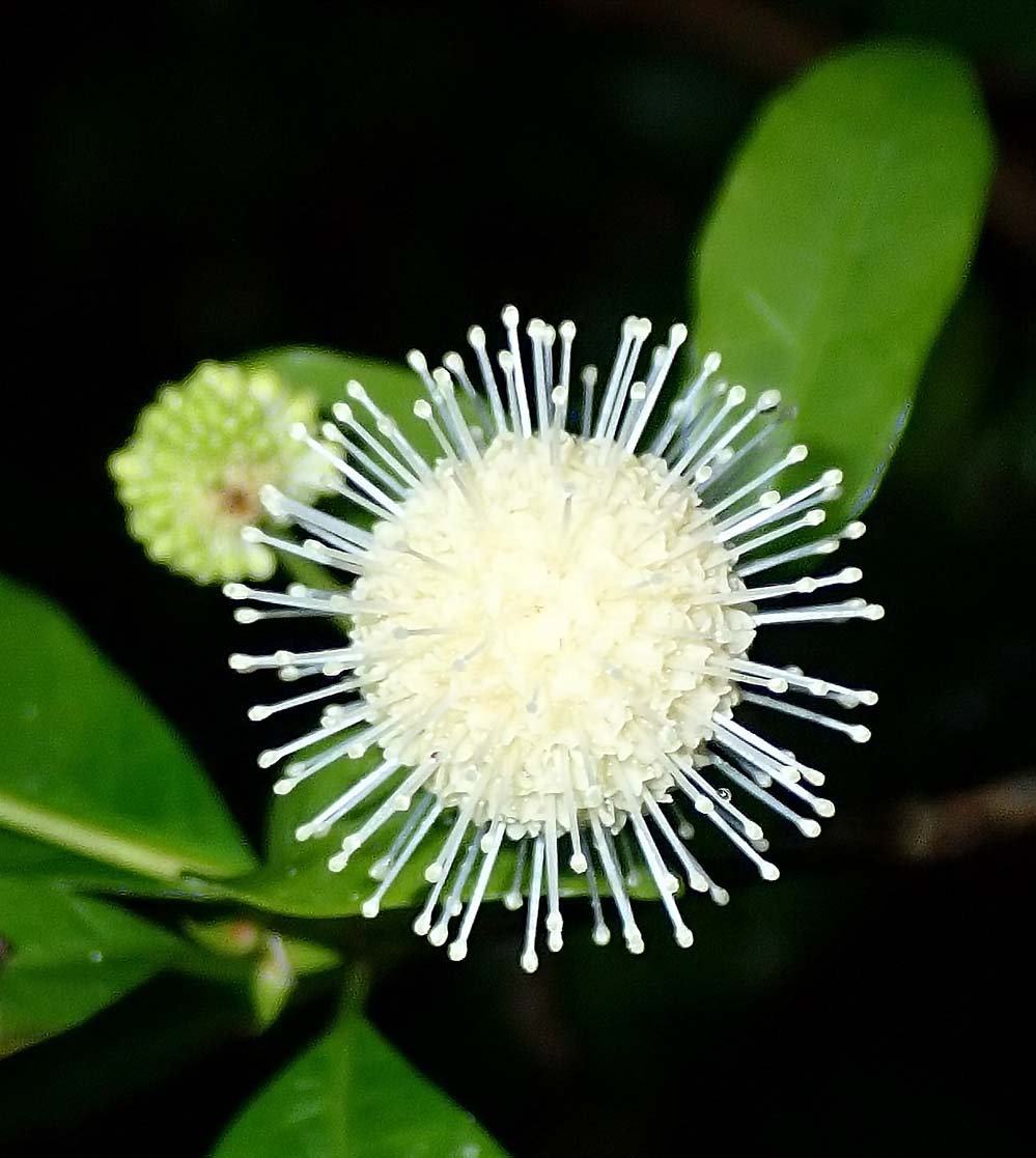 f:id:tonji44:20210820131138j:plain