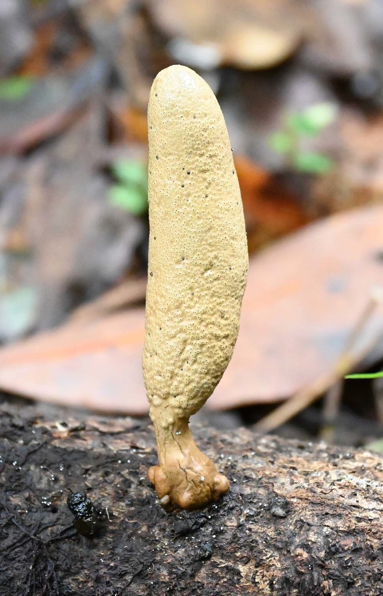 f:id:tonji44:20210820162957j:plain