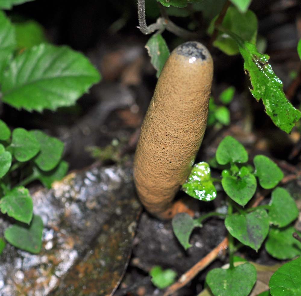 f:id:tonji44:20210821165953j:plain