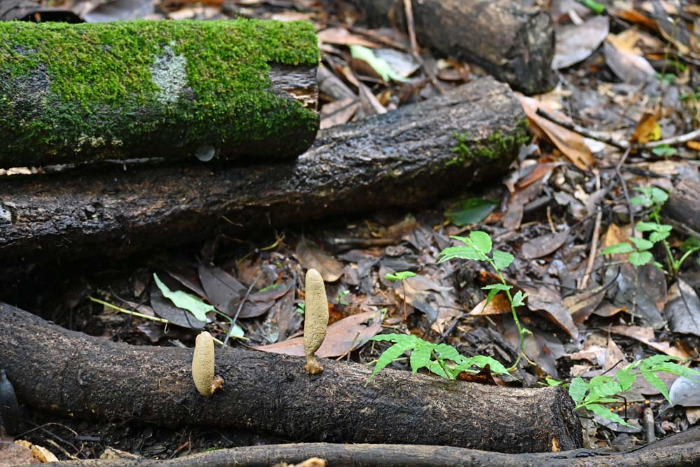 f:id:tonji44:20210823205222j:plain