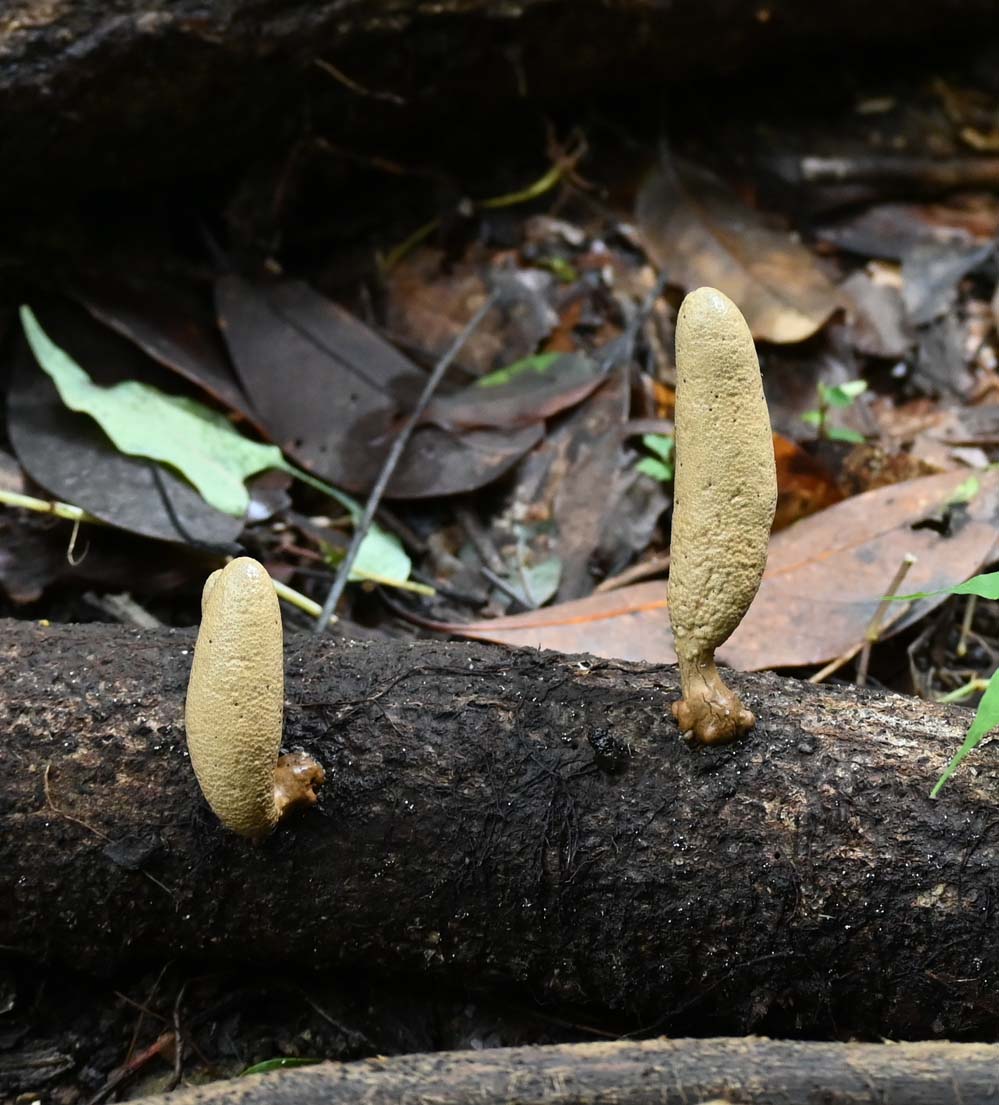 f:id:tonji44:20210823205252j:plain