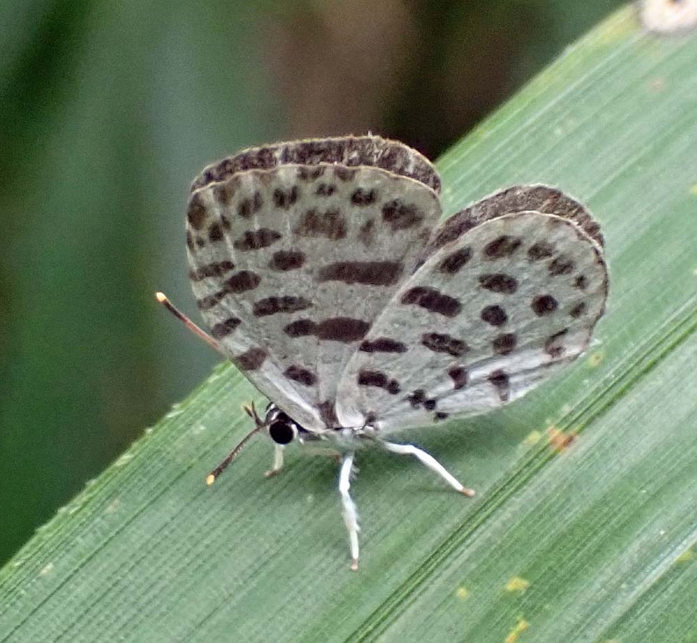 f:id:tonji44:20210826110441j:plain