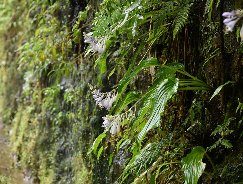 f:id:tonji44:20210828201442j:plain