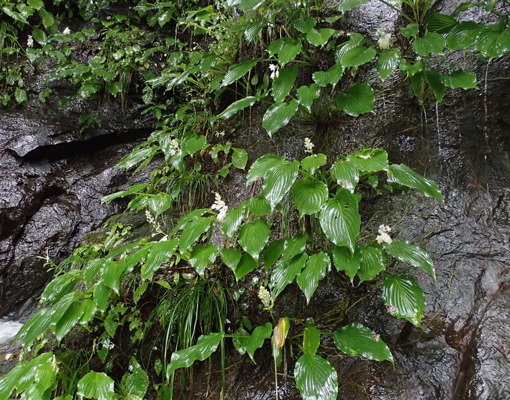 f:id:tonji44:20210828201450j:plain