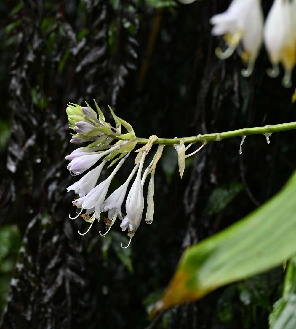 f:id:tonji44:20210828201519j:plain