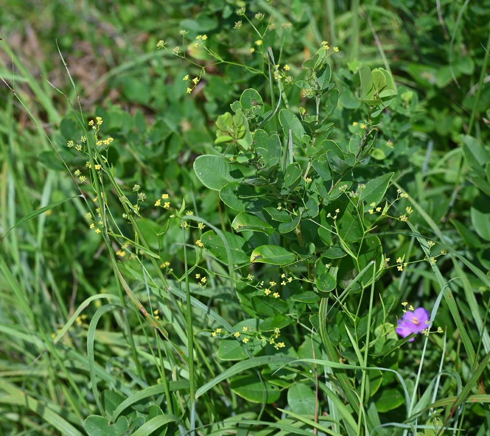 f:id:tonji44:20210908181926j:plain