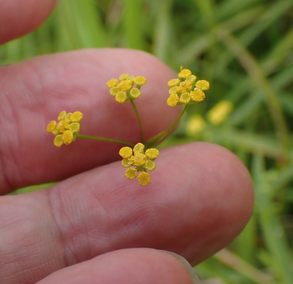 f:id:tonji44:20210908181956j:plain