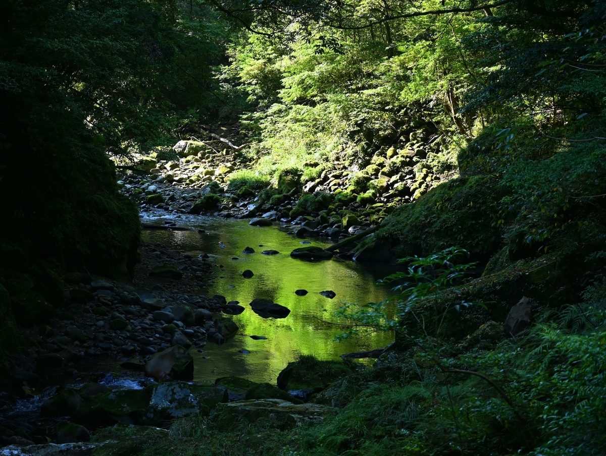 ヤクシマアカシュスラン 宮崎の季節がほらね!