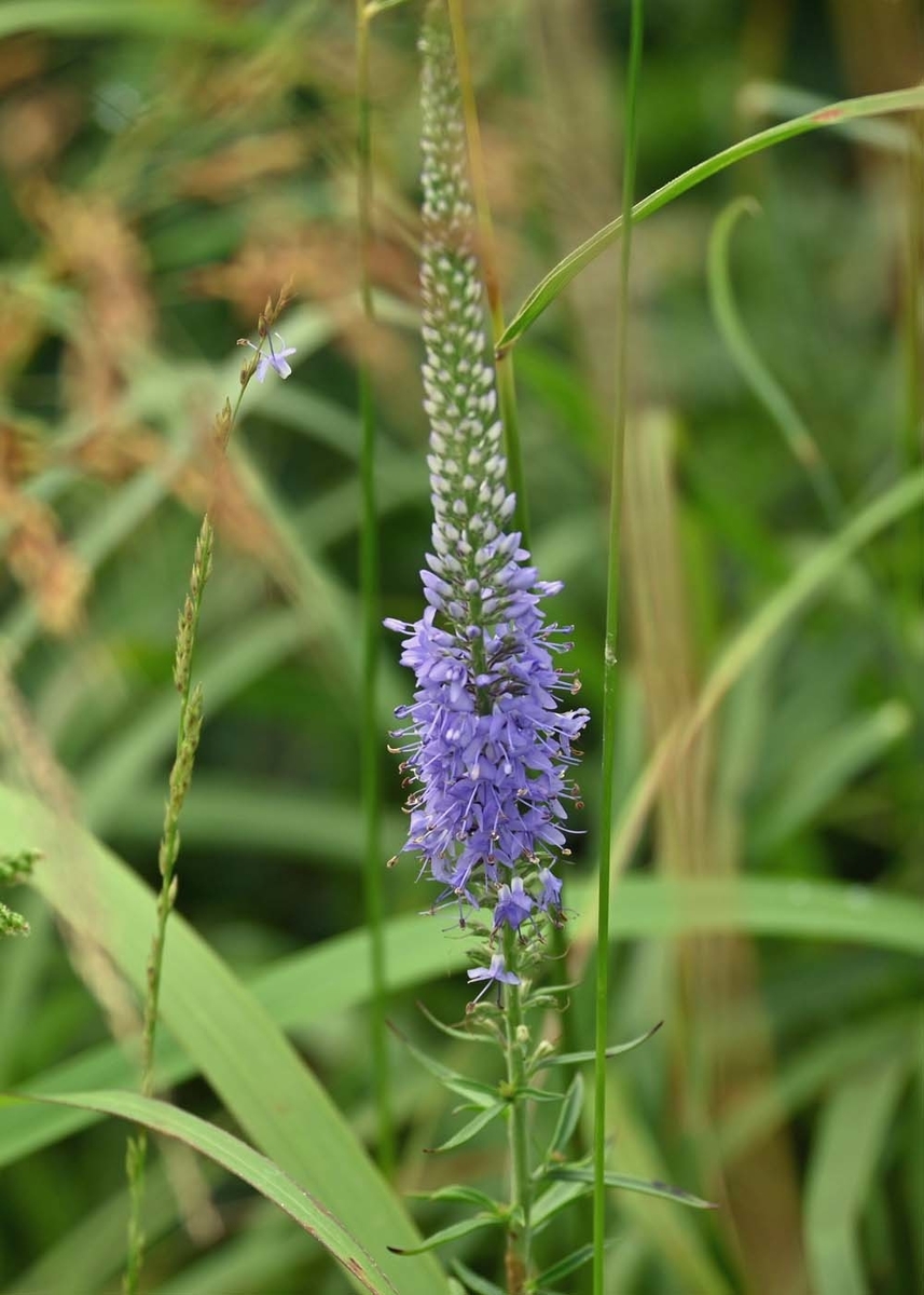 ホソバヒメトラノオ 宮崎の季節がほらね