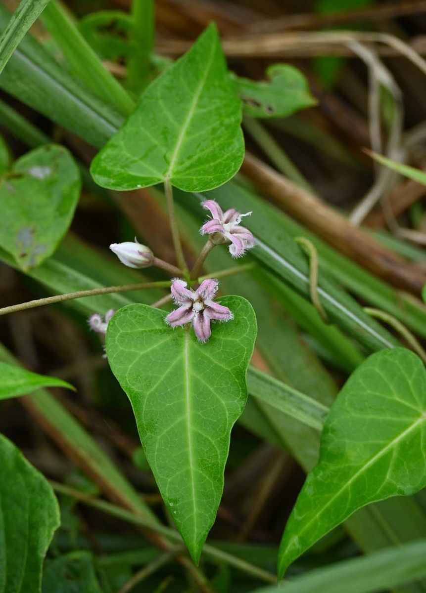 f:id:tonji44:20210916155455j:plain