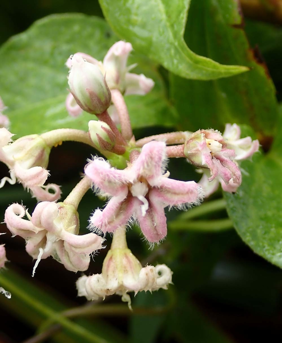 f:id:tonji44:20210916155504j:plain