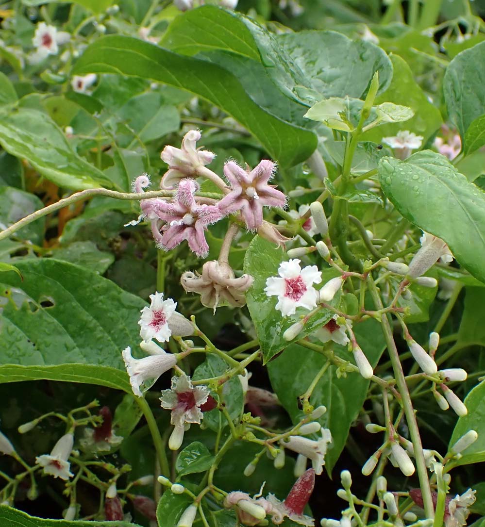 f:id:tonji44:20210916155516j:plain