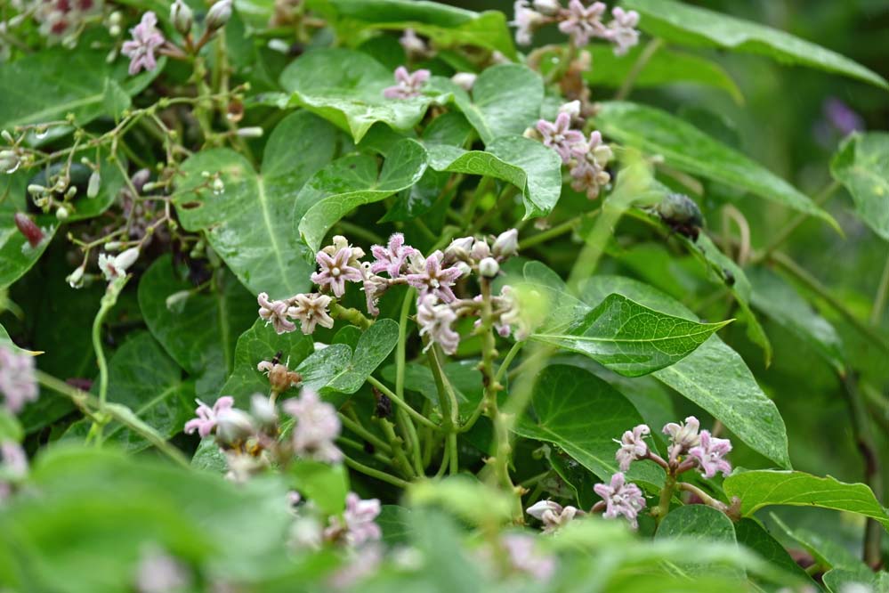 f:id:tonji44:20210916160108j:plain