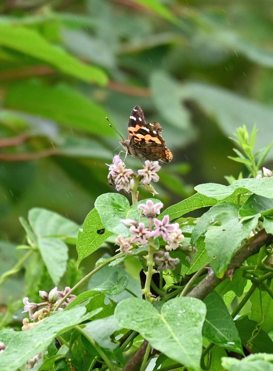 f:id:tonji44:20210916164342j:plain