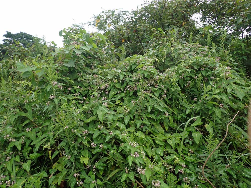 f:id:tonji44:20210916215619j:plain