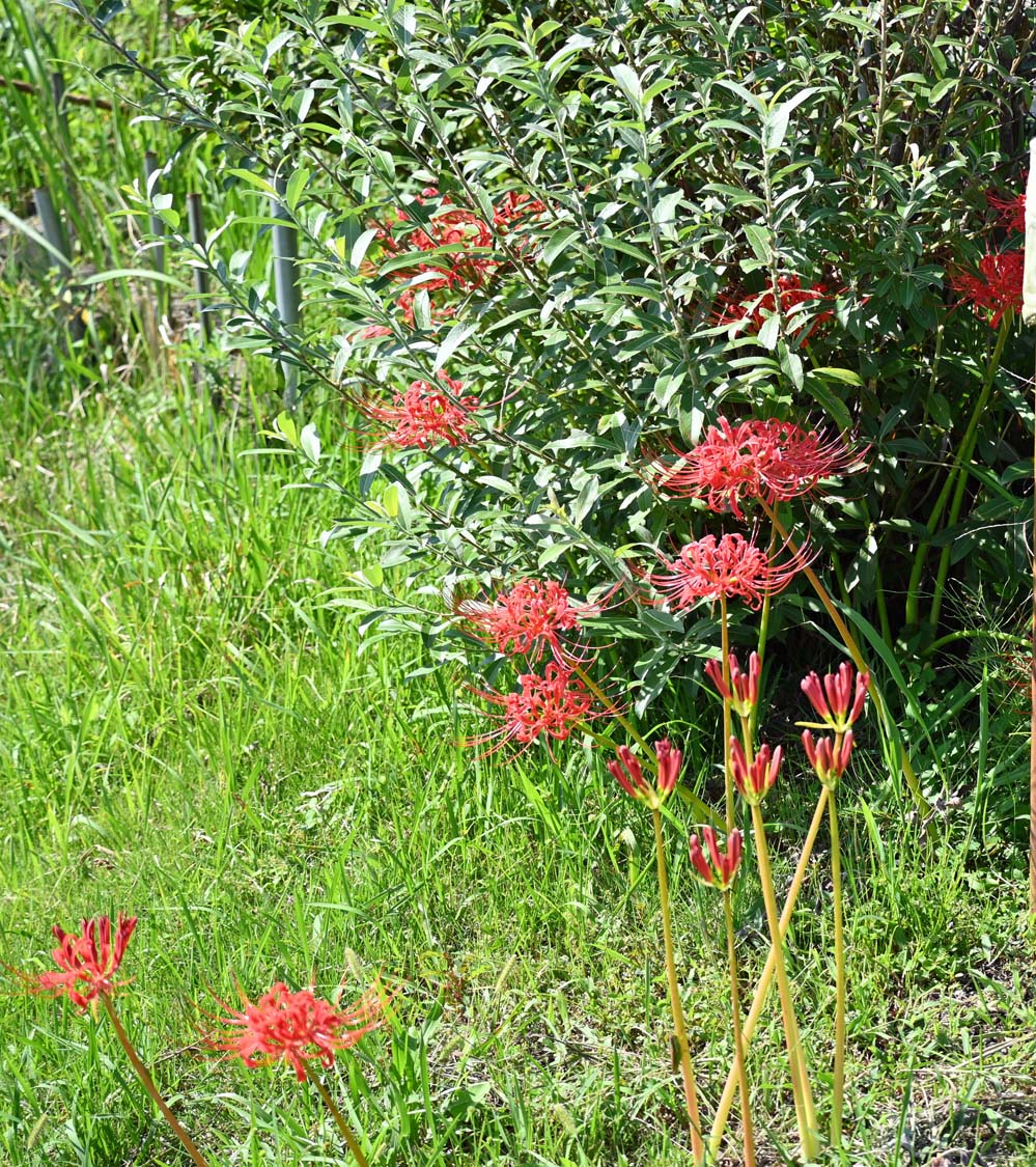 f:id:tonji44:20210922095900j:plain