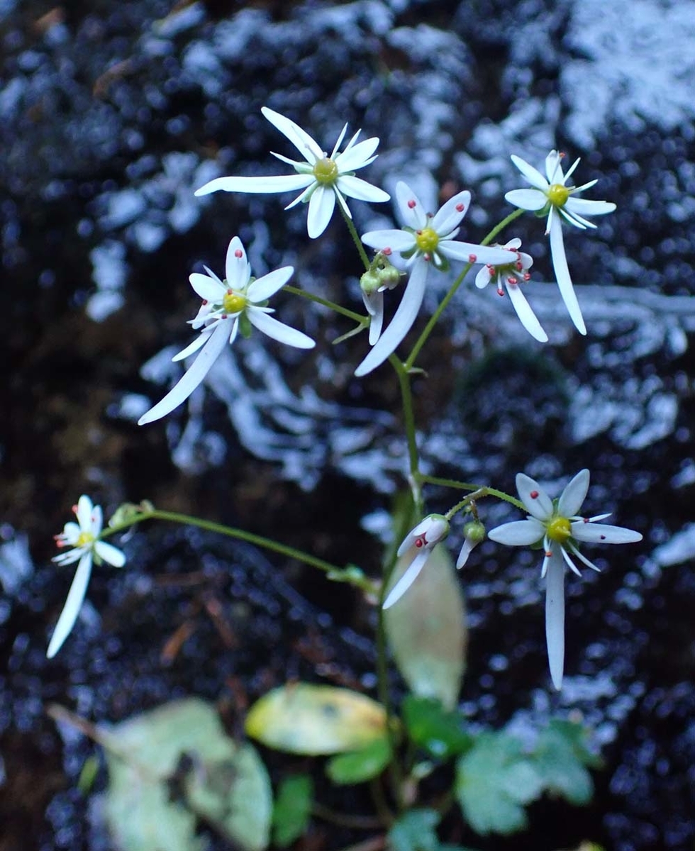 f:id:tonji44:20211027203658j:plain