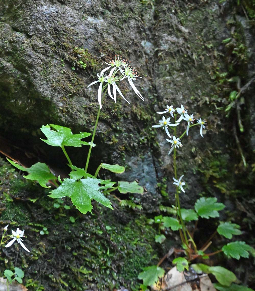 f:id:tonji44:20211027203707j:plain