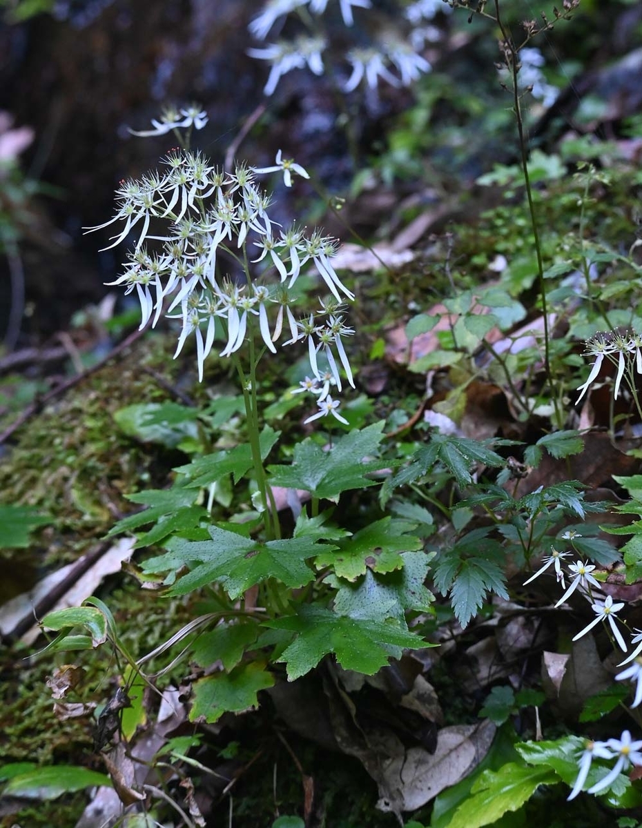 f:id:tonji44:20211027203713j:plain