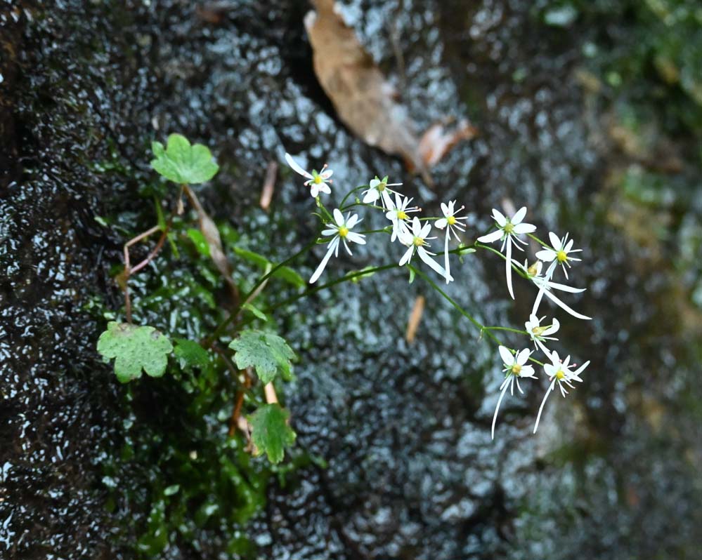 f:id:tonji44:20211027203725j:plain