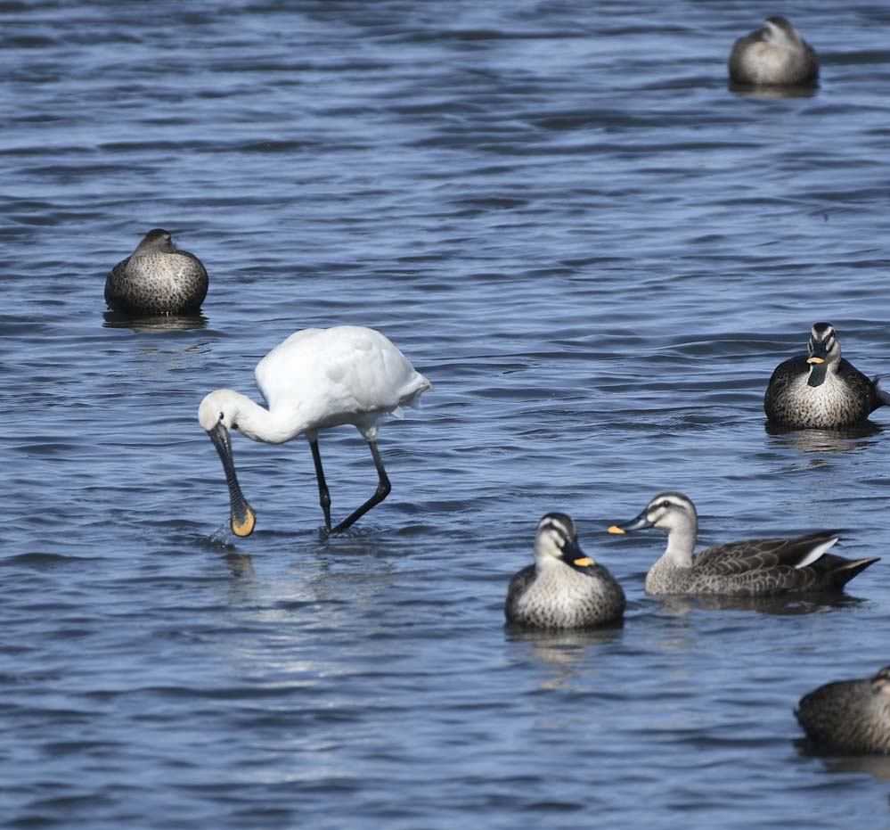 f:id:tonji44:20211105201244j:plain