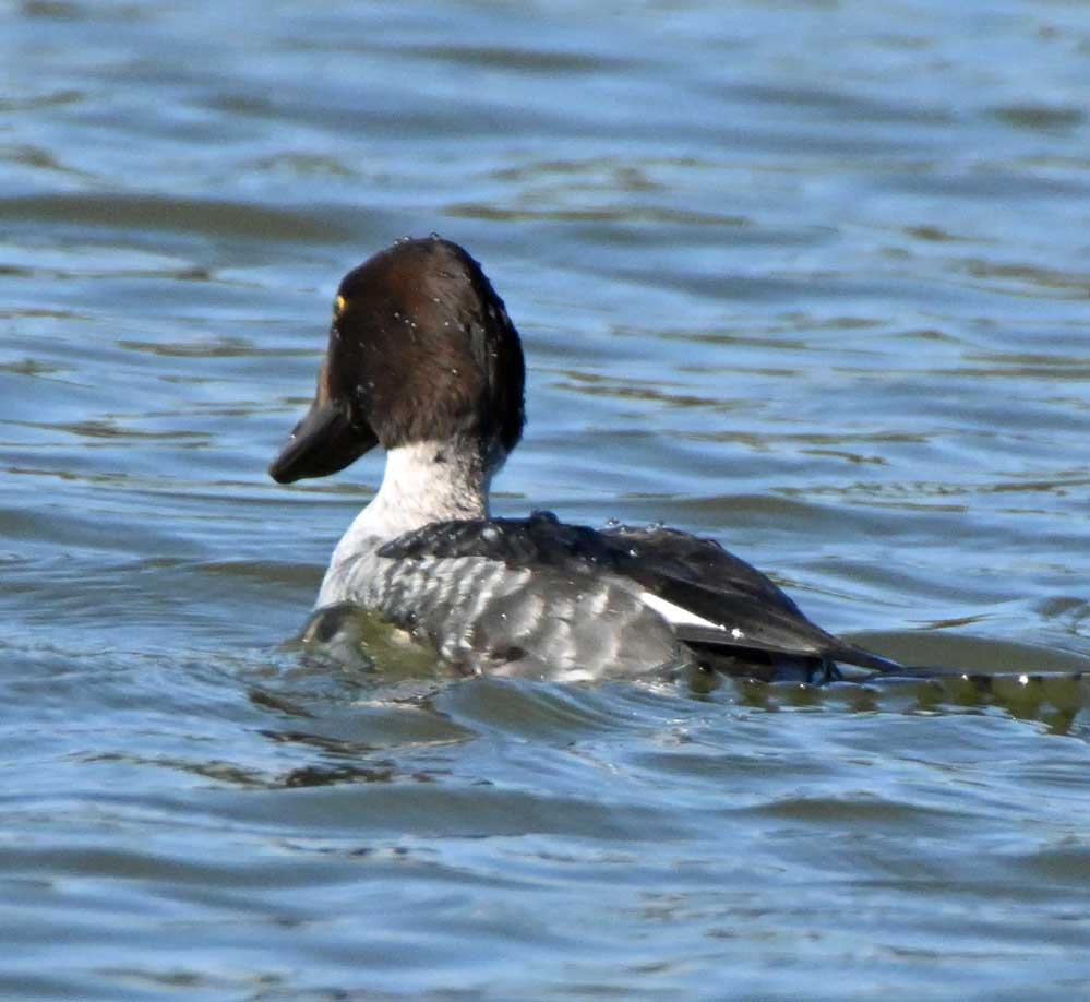 f:id:tonji44:20211206051259j:plain