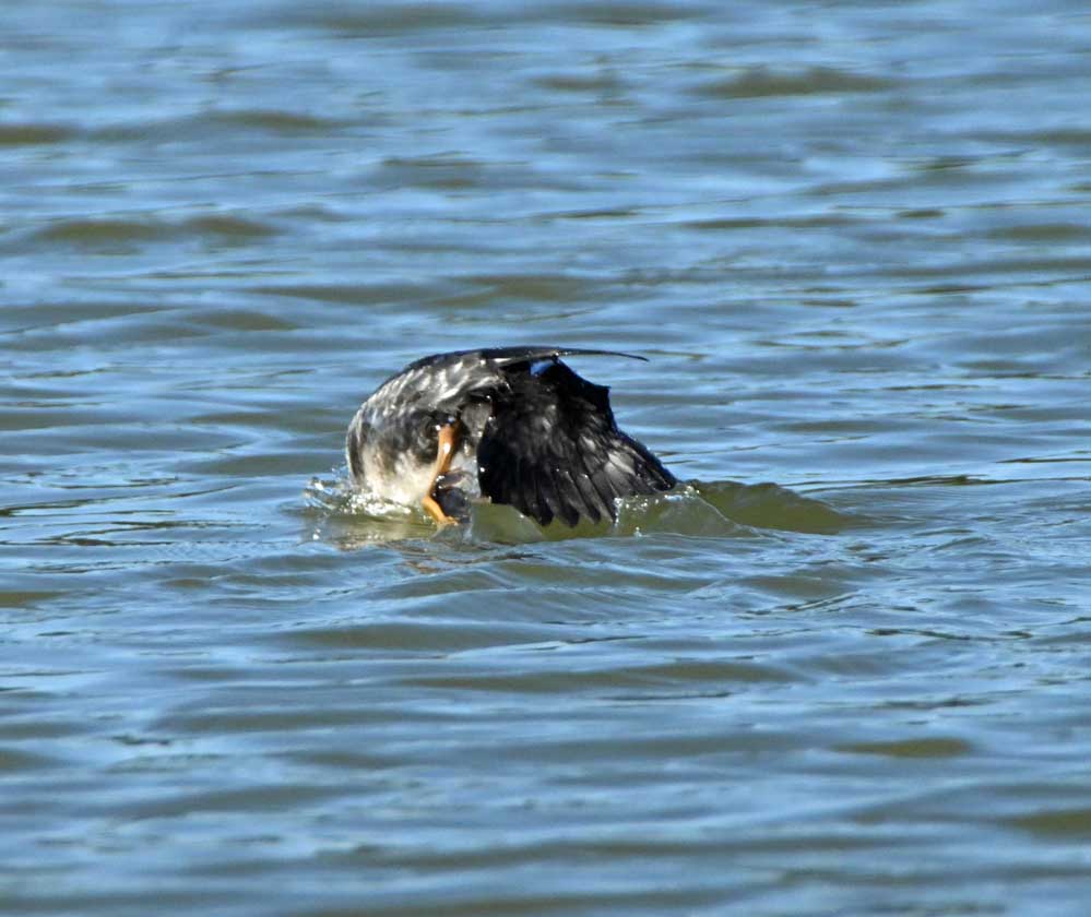 f:id:tonji44:20211206051307j:plain